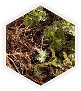 Nettle root